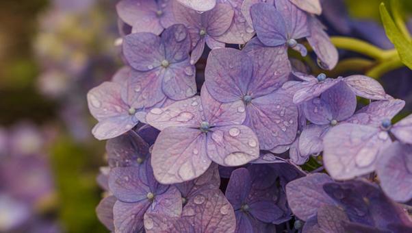 満開の紫陽花 満開の紫陽花の写真