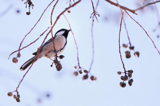 枝に止まるシジュウカラ 枝に止まるシジュウカラ 野鳥,シジュウカラ,鳥の写真素材