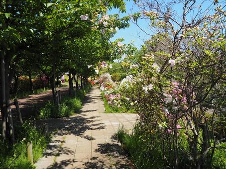 Spring at Nagisa Park and the azaleas along the walking path, Edogawa Ward, JPG
