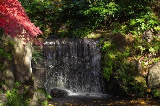 小石川後楽園　白糸の滝 小石川後楽園,白糸の滝,紅葉の写真素材