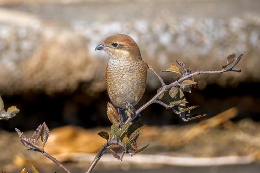 A shrike perched on a branch, mos, hyperbird, wild bird, JPG