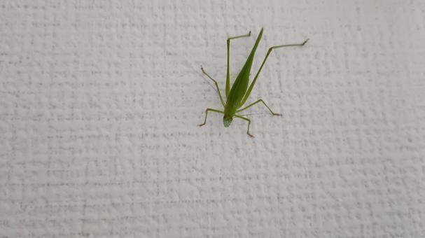 家に入り込んだつゆ虫 つゆむし,キリギリス科,昆虫の写真素材