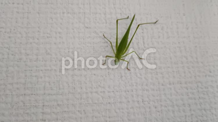 家に入り込んだつゆ虫 つゆむし,キリギリス科,昆虫の写真素材