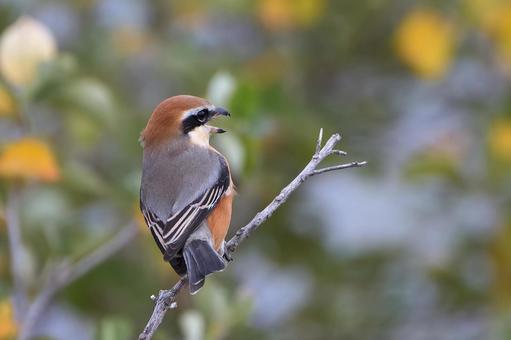モズ モズ,百舌鳥,冬鳥の写真素材