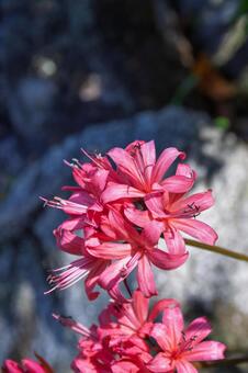 秋光に輝くネリネの花 ネリネ,花,赤の写真素材