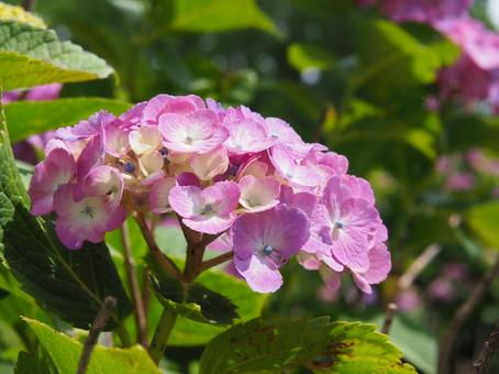 アジサイの写真