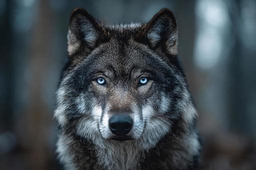 神秘的な眼差しを放つ野生のオオカミ 神秘的な眼差しを放つ野生のオオカミの写真