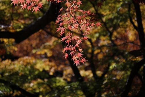 静岡でも目立つモミジは美しい 山道,紅葉はじめ,田舎の写真素材