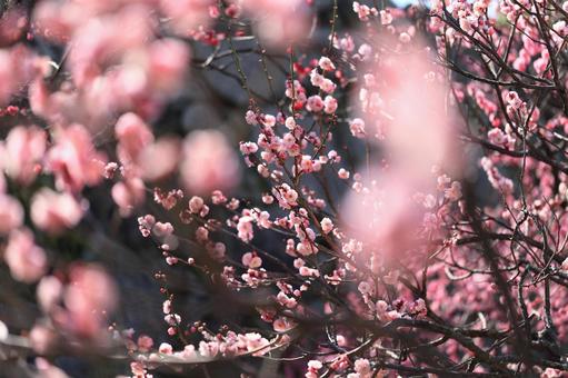 梅の花 梅の花の写真