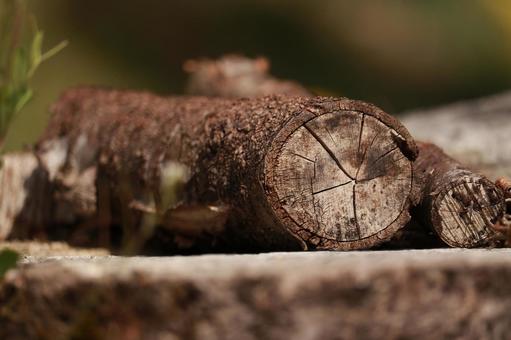 Stump and tree texture, JPG Stump and tree texture, JPG