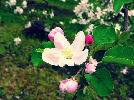 林檎の花 林檎の花の写真