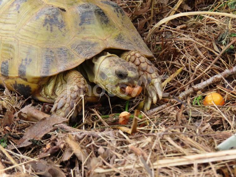 リクガメ　ヨツユビリクガメ 亀,ヨツユビリクガメ,リクガメの写真素材