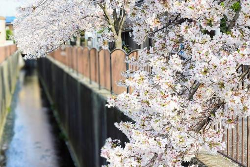 桜 桜の写真