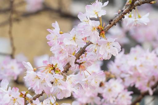 桜の花 桜,花,春の写真素材