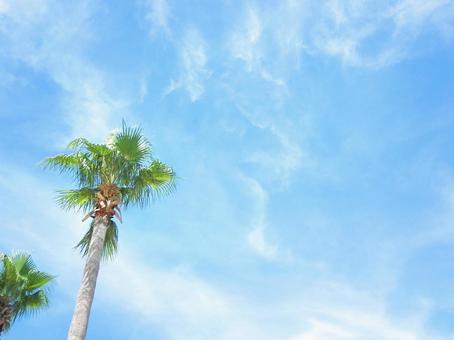 ヤシの木と青空 ヤシの木と青空 ヤシの木,南国,風景の写真素材