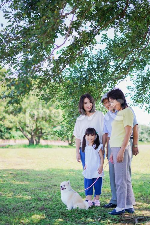 公園で楽しく過ごす家族 芝生,休日,白背景の写真素材