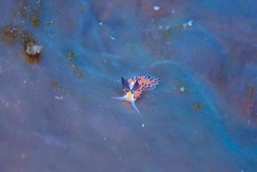 西伊豆・雲見 ツルガチゴミノウミウシ 西伊豆・雲見 ツルガチゴミノウミウシの写真