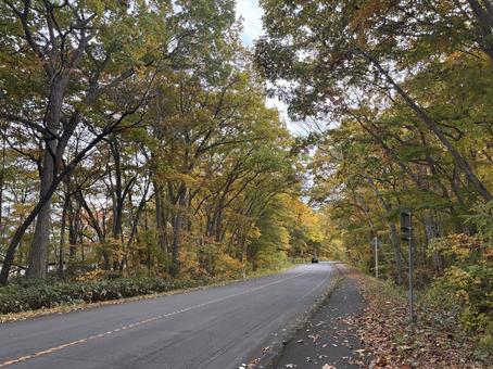 秋の訪れ27 もみじ,紅葉,落ち葉の写真素材