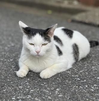 猫 猫の写真