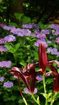Red lily flowers and hydrangea, JPG