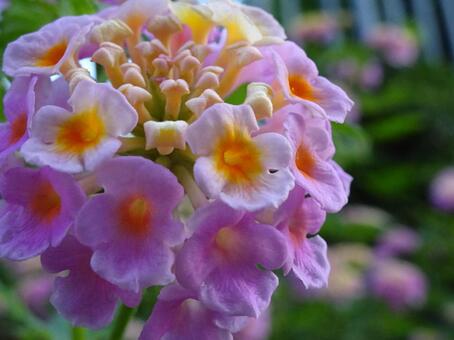 花 花の写真