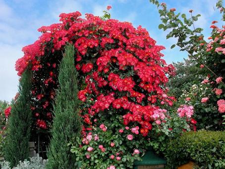 バラ・薔薇 カクテル バラ・薔薇 カクテル カクテル,cocktail,風景マクロの写真素材