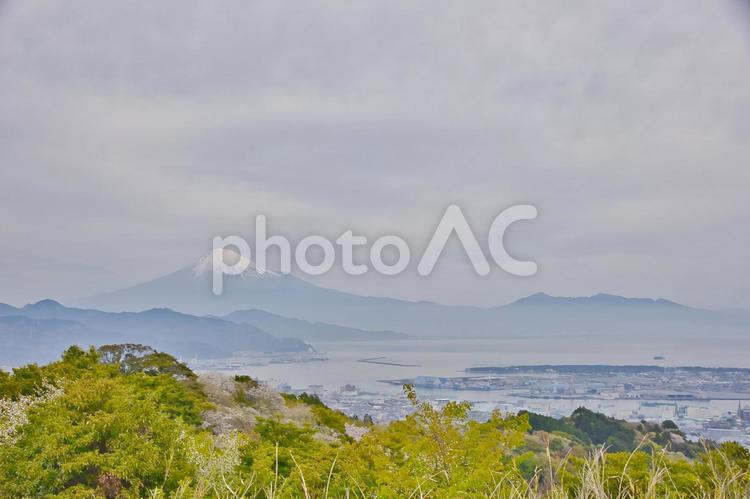 桜と富士山 さくら,サクラ,自然の写真素材