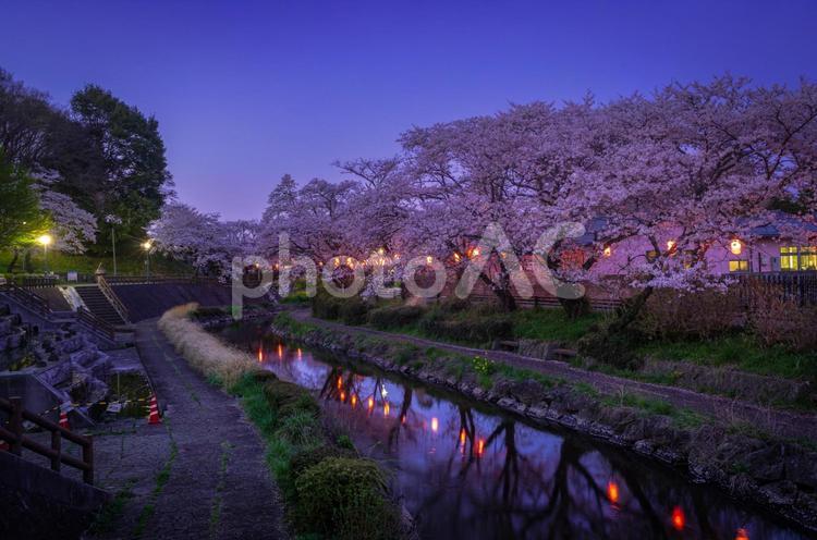 栃木県真岡市　行屋川水辺公園の春 栃木県,桜,桜スポットの写真素材