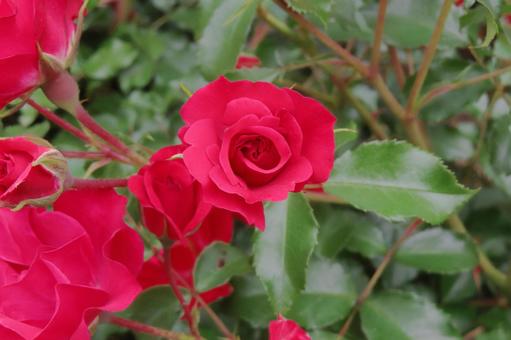 赤いバラ 赤いバラ 薔薇,赤い花,園芸品種の写真素材