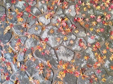 もみじの石畳 秋,赤,絨毯の写真素材