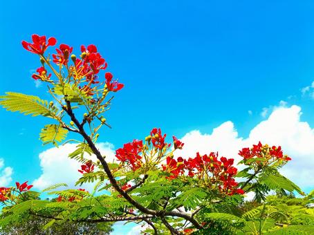 ホウオウボク 3 ホウオウボク,鳳凰木,花の写真素材