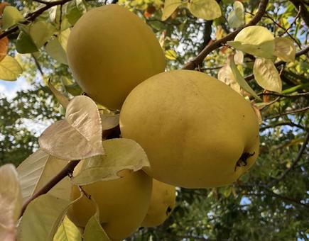 カリンの実 カリン,秋,実りのの写真素材
