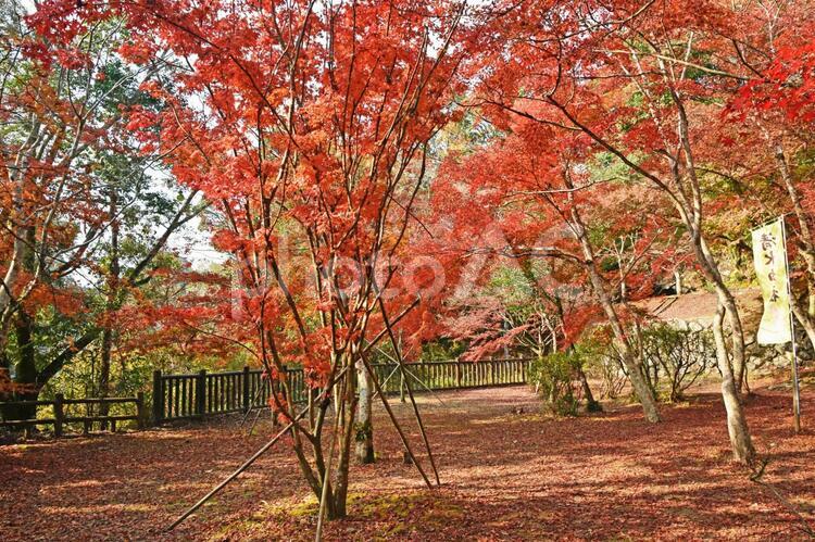 秋の紅葉　鹿児島県　曾木の滝 紅葉,モミジ,もみじの写真素材