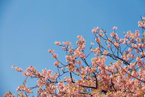 青空に映える満開の河津桜 桜,河津桜,春の写真素材