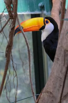 Photo, bird, chiba city zoological park, spring, 