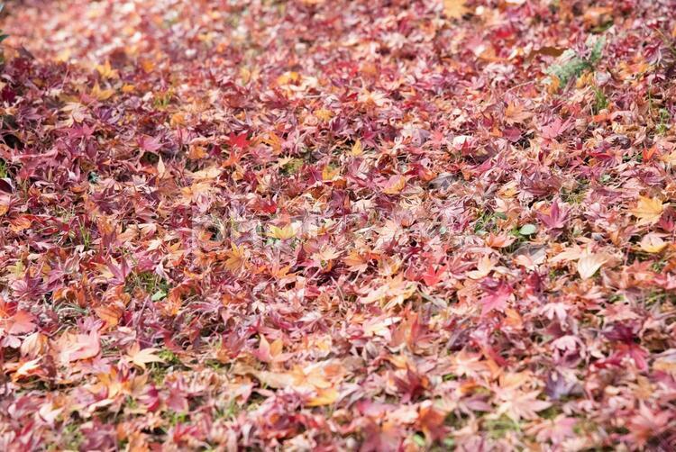 自然　成田山公園(紅葉) 植物,水,緑の写真素材