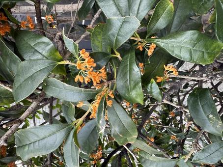 金木犀 キンモクセイ,かわいい,秋の写真素材