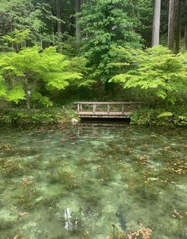 モネの池 モネの池の写真