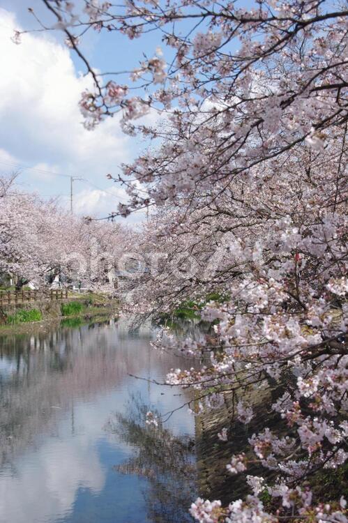 ひょうたん池の桜　-愛媛県西条市- ひょうたん池,サクラ,西条市の写真素材