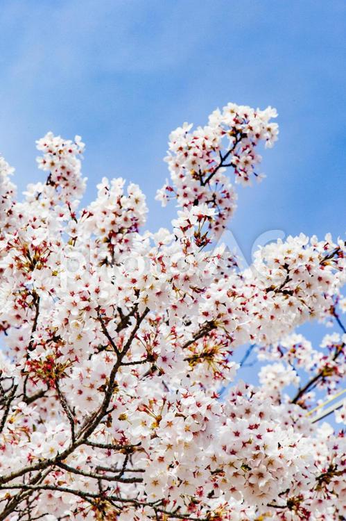 桜（長野県松本城） 桜,春,ピンクの写真素材