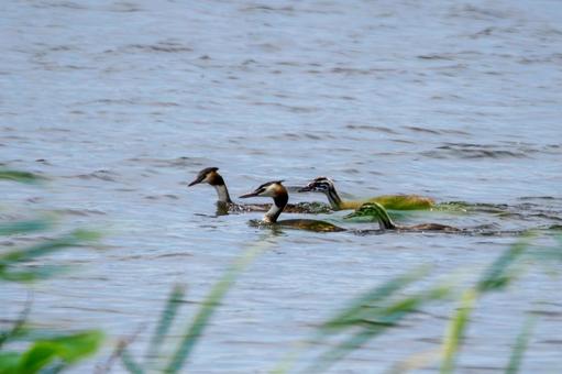 Photo, bird, great crested grebe, wild bird, 