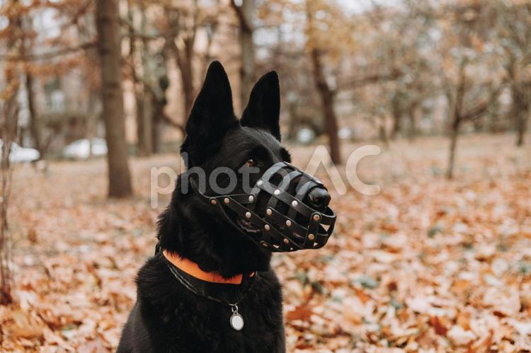 マズルガードをしたシェパード シェパード,犬,首輪の写真素材