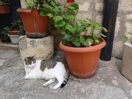 ドゥブロヴニクの猫と鉢植え クロアチア,ドゥブロヴニク,猫の写真素材