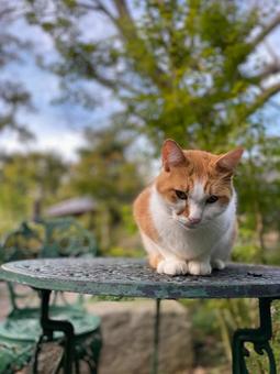 猫ちゃんの写真