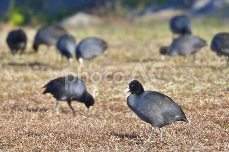 地面に上がって餌をとるオオバンの群れ 冬,野鳥,鳥の写真素材