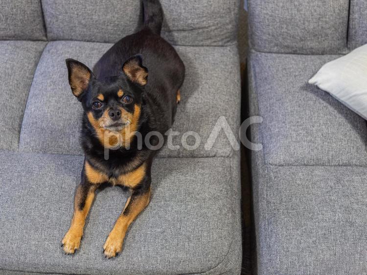 ソファに座る犬（チワワ・ミニピン） 犬,わんこ,ペットの写真素材