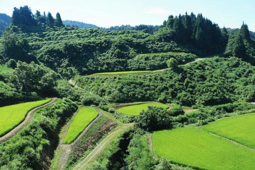 夏の棚田 棚田,水田,田んぼの写真素材