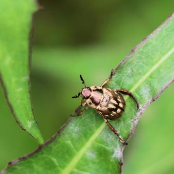 セマダラコガネ セマダラコガネ セマダラコガネ,昆虫,コガネムシの写真素材