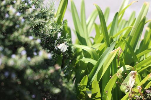 花や草の中で舞うモンシロチョウ モンシロチョウ,草,花の写真素材