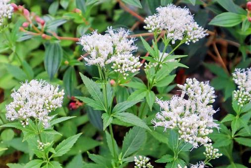 山蘭 藤袴,花,flowerの写真素材
